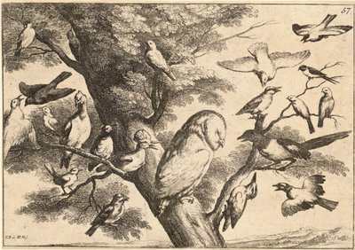 Baglyot mobbáló madarak alkotó: Wenceslaus Hollar